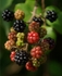 Blackberry display!