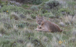 Big Male Puma