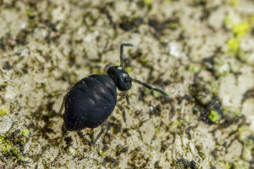 [i]Sminthurinus niger[/i]. On the surface of a headstone in a churchyard. Shropshire, January 2016.