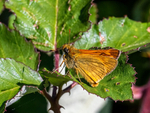 Large Skipper
