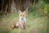 Fox cub on sentry duty