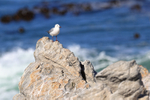 Hartlaub's Gull at Betty's Bay, South Africa