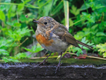 Juvenile European Robin, Scotland
