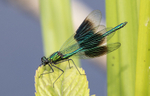 Banded Demoiselle