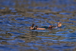 Marine Otter floating on back while eating, Chanaral Island, Chile
