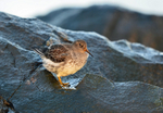 Purple Sandpiper