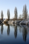 CS155 POPLAR REFLECTIONS RIVER OUSE