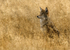 Coyote