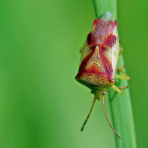 Elasmostethus cruciatus - Red-Cross Shield Bug