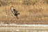 Rough-legged Hawk takes off, Bosque del Apache, New Mexico