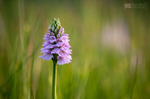Heath Spotted-orchid (Dactylorhiza maculata)