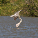 Pink-backed Pelican portfolio