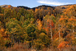 Fall Colors: The Eastern Side portfolio