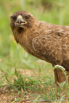 Wahlberg eagle stare