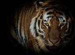 Amur Tiger -RLP_9847b