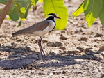 Black Headed Lapwing