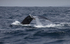Humpback Whale, Pico Island, Azores