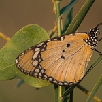 Plain tiger (Danaus chrysippus)