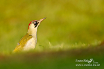 Green Woodpecker F 221008