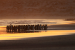 King Penguin group at sunrise, Volunteer Point, East Falkland