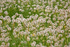 Dandelion harvest