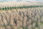 Poplar Woodland in the Nar Valley