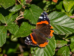 Red Admiral