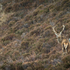 Red Deer