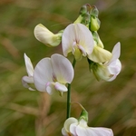 Everlasting pea (Lathyrus latifolius)