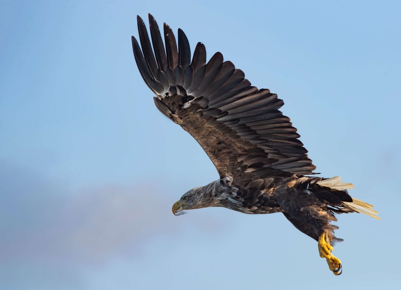 White Tailed Eagle - Isle of Mull - Scotland