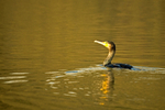 Comorant - Balderton Lake