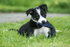 Skye Shepdog Puppy 3