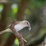Red-eyed Vireo Vireo olivaceus