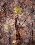 autumn, Ffridd Fawr