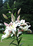 White Lily