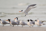 Royal Tern landing on beach, Fort De Soto, Florida