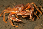 Liocarcinus depurator pair