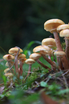 Wild mushrooms_ FL057