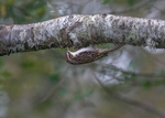 Treecreeper
