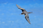 Great Frigatebird (female) in flight, Kilauea Point, Kauai