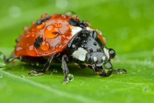 7-Spot Ladybird (Coccinella 7-punctata) in the rain.