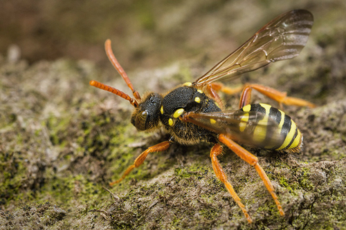 [i]Nomada goodeniana[/i] female. Warming-up on an old log. Staffordshire garden, May 2015.
