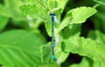 Common Blue Damselfly