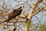 Osprey perched on tree branch, Blue Cypress Lake, Florida