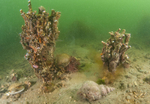 Serpula vermicularis 'reef'