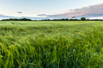 Barley Field near Jodrell Bank, Cheshire