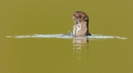Ariranha II / Giant otter II