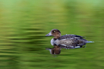 Goldeneye portfolio