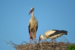 White Storks
