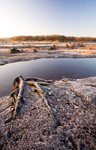 Frozen Ground, The Gearagh.